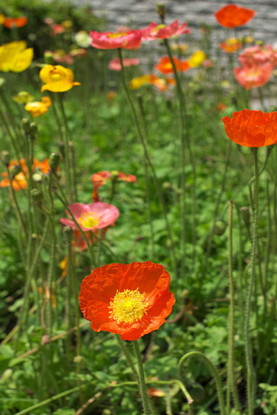 花