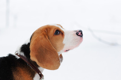 小猎犬小狗肖像