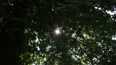 太阳的星星在树林中闪烁