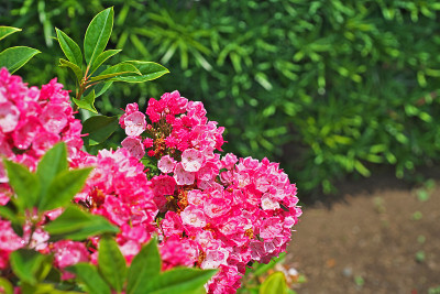 Kalmia