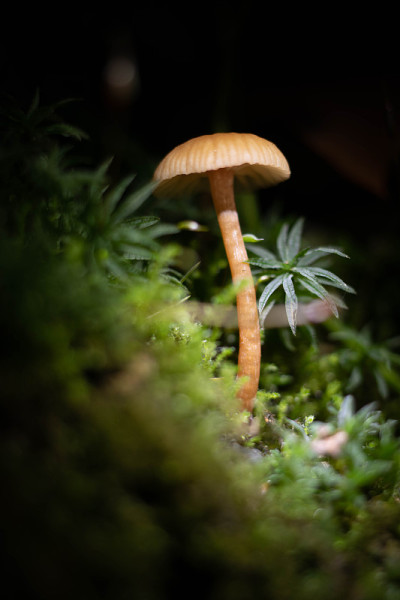 Laccaria laccata