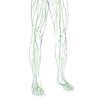 人体淋巴结解剖用于医学概念3D渲染