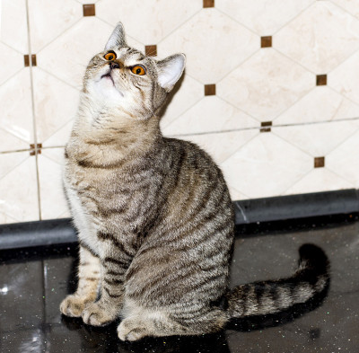 美丽的金老虎苏格兰小猫