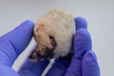 草菇(又称稻草菇、草菇)是一种用于实验室教学栽培的食用菌。
