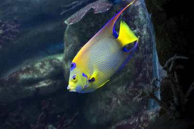 Fish-angel-Queen isabelita