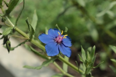 “蓝花”- Anagallis Monelli