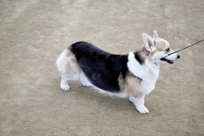 彭布罗克威尔士科基犬