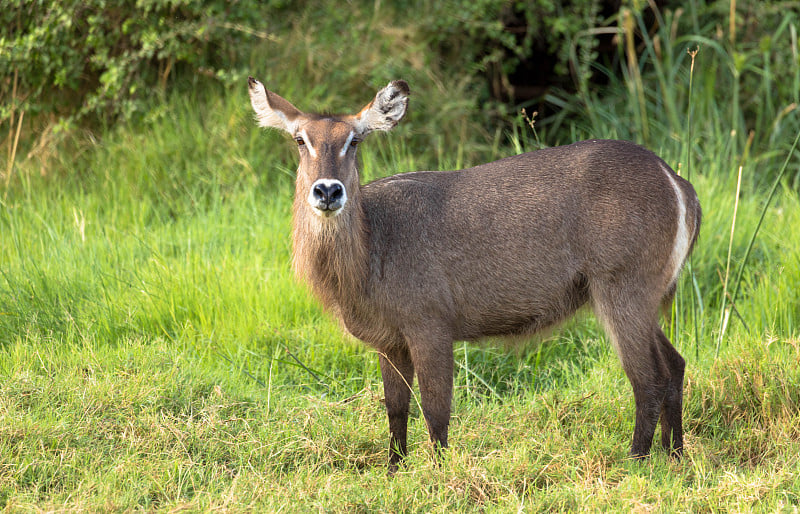 雌性水羚(Kobus ellipsiprymnus)看着镜头，狩猎保护区，南非。