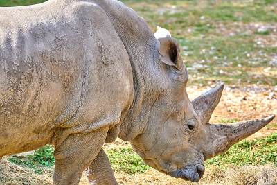 白犀牛(Ceratotherium simum)