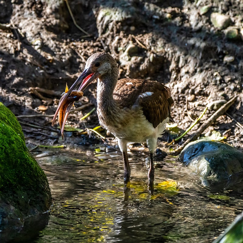 朱鹮、福氏斑鳖吃鱼