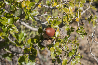 Kermes Oak, Quercus coccifera