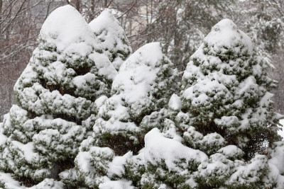 雪覆盖的树木