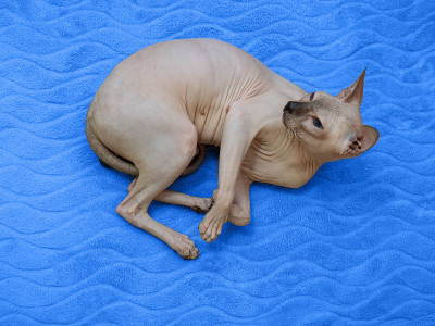 Sphynx
