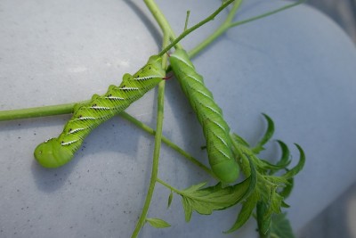 两只番茄角虫蛾幼虫显示在灰色背景与植物茎