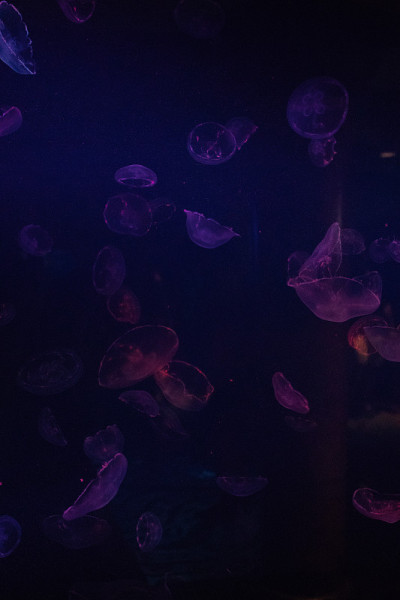 海洋中的紫色水母