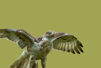 hawk6