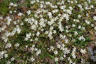 方亭Cerastium fontanum，又称鼠耳繁缕，普通鼠耳，或星草