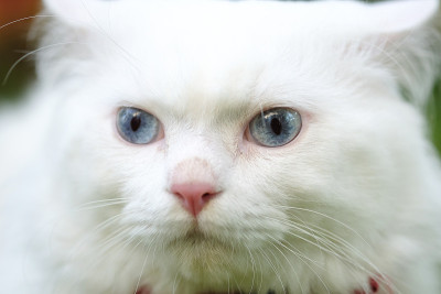 白色的波斯猫