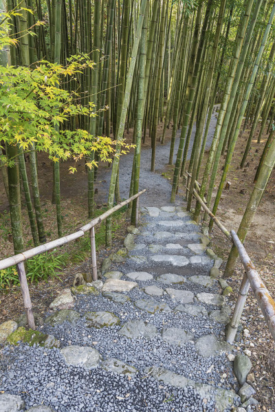 竹林