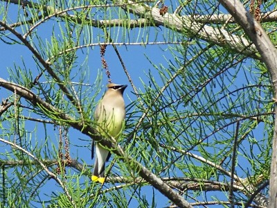 雪松蜡翼(Bombycilla cedrorum)栖息在佛罗里达的一棵树上
