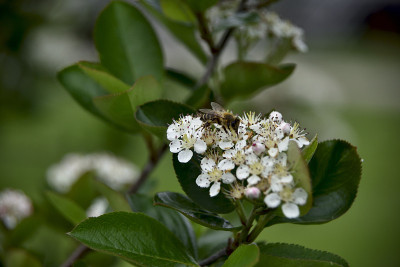 蜜蜂在颈果，野蔷薇花上