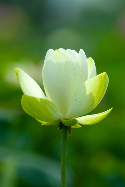 莲花