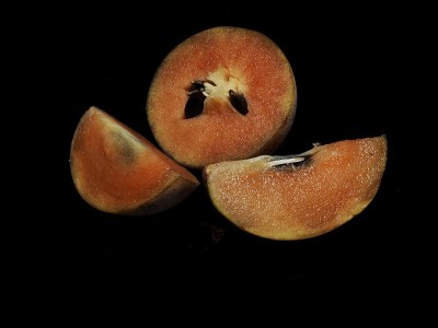 在黑色背景上的Sapota或sawo或sapodiata果实