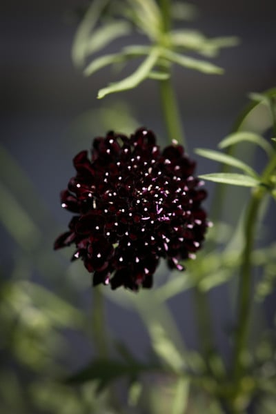 黑疥疮针垫花
