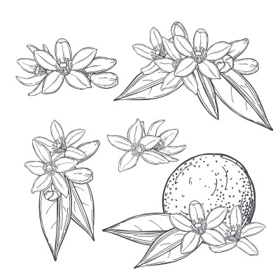 橙花油、橙花。矢量插图。