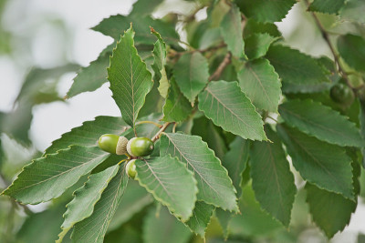 Quercus serrata