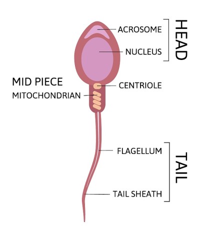 人类精子细胞精子的解剖结构