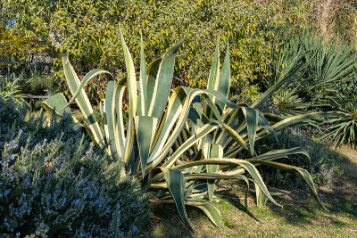 美国龙舌兰(agave americana)自然条纹在imitinskaya河堤在索契。特写镜头。美