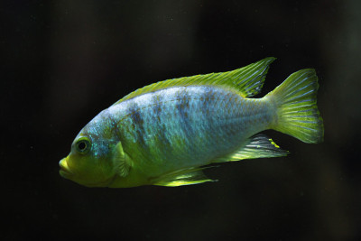 perl杂种cichromis。