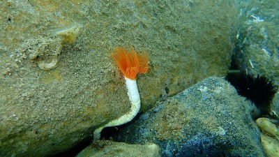 多毛类(管状原毛纲)，海底，爱琴海，希腊，哈尔基迪基
