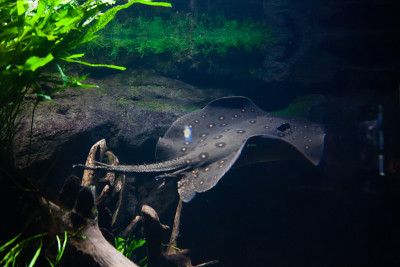 机动黄貂鱼-机动黄貂鱼，在水族馆里