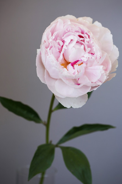 牡丹粉红花近
