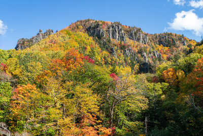 北海道仙邑的秋叶。