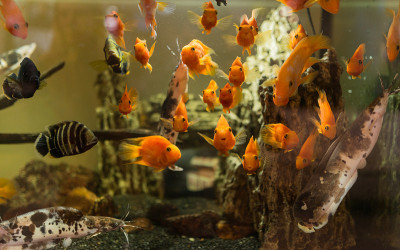 鱼在水族馆。