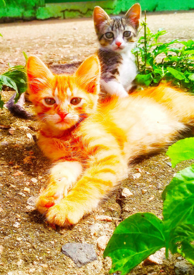 猫的户外