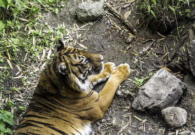 苏门答腊虎(Panthera tigris sondaica)静静地躺在地上