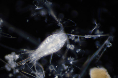浮游生物是在海洋中漂流的生物。浮游动物。