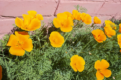 Eschscholzia californica。这些花是亮橙色的。