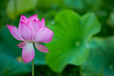 莲花