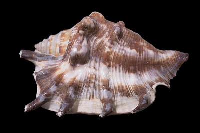 shell1黑色集合