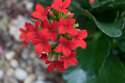 红色的花