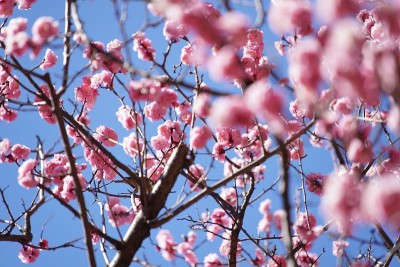 李子在公园里盛开