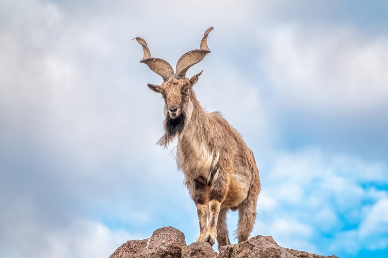 Markhor, Capra falconeri，原产于中亚的野生山羊，喀喇昆仑和喜马拉雅山脉站在岩