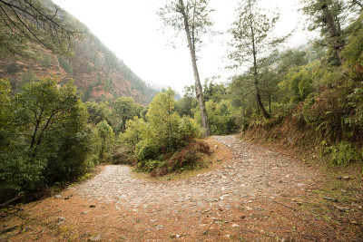 喜马拉雅山的高海拔公路被杉树环绕