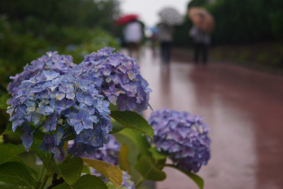 绣球花