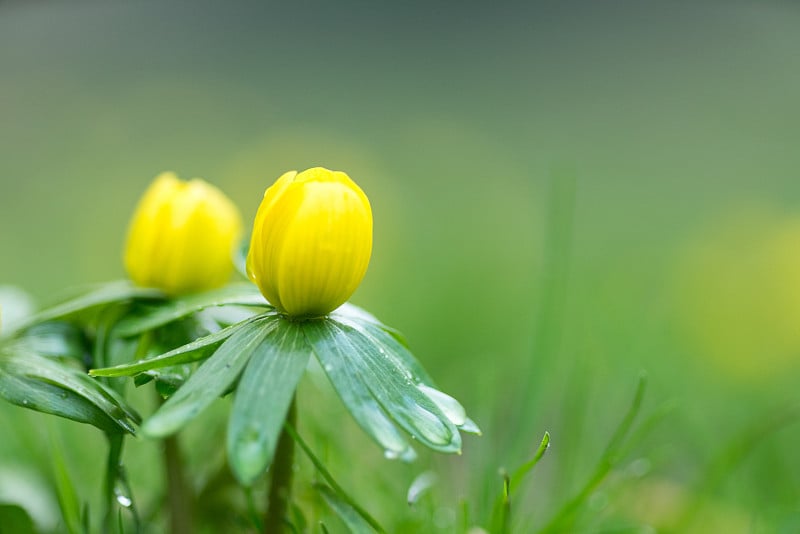 特写的冬季附子，etanthis hyemalis